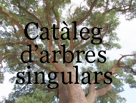 Catàleg arbres singulars