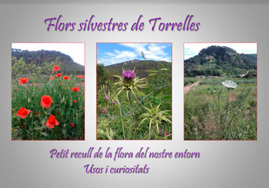 Recull de flora de Torrelles en pdf