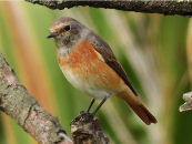 Imatge que cont ocell, ocell cantaire, a laire lliure, branca

Pot ser que el contingut generat per IA no sigui correcte.