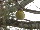 Imatge que cont ocell, ocell cantaire, a laire lliure, arbre

Pot ser que el contingut generat per IA no sigui correcte.