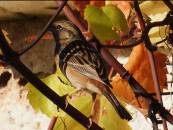 Imatge que cont� ocell, pardal, a l�aire lliure, encimbellat

Pot ser que el contingut generat per IA no sigui correcte.