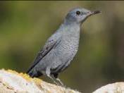 Imatge que cont� ocell, bec, ocell cantaire, a l�aire lliure

Pot ser que el contingut generat per IA no sigui correcte.