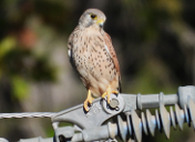 Imatge que cont� rapinyaire, ocell, falc�, a l�aire lliure

Pot ser que el contingut generat per IA no sigui correcte.