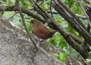 Imatge que cont� ocell, troglod�tid, arbre, a l�aire lliure

Pot ser que el contingut generat per IA no sigui correcte.