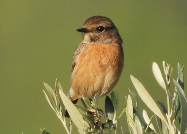 Imatge que cont� ocell, a l�aire lliure, ocell cantaire, fauna

Pot ser que el contingut generat per IA no sigui correcte.