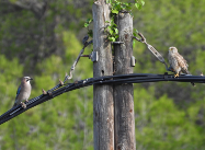 Imatge que cont� a l�aire lliure, arbre, encimbellat, ocell

Pot ser que el contingut generat per IA no sigui correcte.