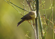 Imatge que cont� ocell, a l�aire lliure, arbre, encimbellat

Pot ser que el contingut generat per IA no sigui correcte.