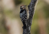 Imatge que cont� ocell, picot, a l�aire lliure, Leuconotopicus

Pot ser que el contingut generat per IA no sigui correcte.