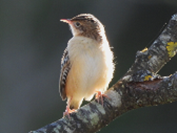 Imatge que cont� ocell, bec, a l�aire lliure, arbre

Pot ser que el contingut generat per IA no sigui correcte.