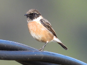 Imatge que cont� ocell, a l�aire lliure, Passeriformes, ocell cantaire

Pot ser que el contingut generat per IA no sigui correcte.