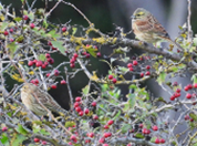 Imatge que cont� a l�aire lliure, ocell, pardal, arbre

Pot ser que el contingut generat per IA no sigui correcte.