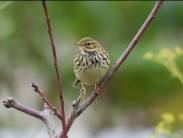 Imatge que cont� ocell, a l�aire lliure, bec, Passeriformes

Pot ser que el contingut generat per IA no sigui correcte.