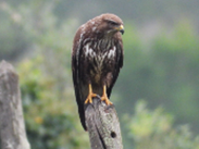 Imatge que cont� ocell, rapinyaire, falc�, bec

Pot ser que el contingut generat per IA no sigui correcte.