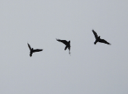 Imatge que cont� ocell, a l�aire lliure, cel, ala

Pot ser que el contingut generat per IA no sigui correcte.