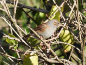 Imatge que cont� ocell, a l�aire lliure, pardal, arbre

Pot ser que el contingut generat per IA no sigui correcte.