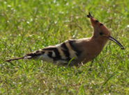 Imatge que cont� ocell, puput, a l�aire lliure, gespa

Pot ser que el contingut generat per IA no sigui correcte.