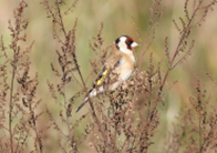 Imatge que cont� ocell, a l�aire lliure, fauna, bec

Pot ser que el contingut generat per IA no sigui correcte.