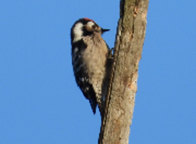 Imatge que cont� ocell, picot, a l�aire lliure, cel

Pot ser que el contingut generat per IA no sigui correcte.