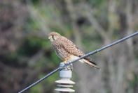 Imatge que cont� ocell, a l�aire lliure, bec, rapinyaire

Pot ser que el contingut generat per IA no sigui correcte.