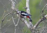 Imatge que cont� ocell, arbre, picot, a l�aire lliure

Pot ser que el contingut generat per IA no sigui correcte.