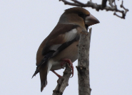 Imatge que cont� ocell, a l�aire lliure, cel, ocell cantaire

Pot ser que el contingut generat per IA no sigui correcte.