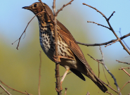 Imatge que cont� ocell, a l�aire lliure, fauna, bec

Pot ser que el contingut generat per IA no sigui correcte.