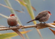 Imatge que cont� ocell, a l�aire lliure, ocell cantaire, cel

Pot ser que el contingut generat per IA no sigui correcte.