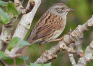 Imatge que cont� ocell, a l�aire lliure, arbre, Passeriformes

Pot ser que el contingut generat per IA no sigui correcte.