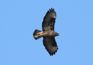 Imatge que cont� ocell, rapinyaire, falc�, a l�aire lliure

Pot ser que el contingut generat per IA no sigui correcte.