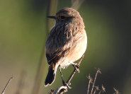 Imatge que cont� ocell, a l�aire lliure, bec, fauna

Pot ser que el contingut generat per IA no sigui correcte.