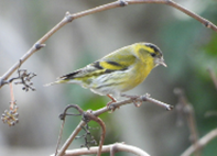 Imatge que cont� ocell, ocell cantaire, a l�aire lliure, Passeriformes

Pot ser que el contingut generat per IA no sigui correcte.