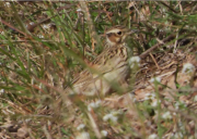 Imatge que cont� ocell, a l�aire lliure, pardal, gespa

Pot ser que el contingut generat per IA no sigui correcte.