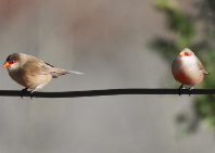 Imatge que cont� ocell, a l�aire lliure, ocell cantaire, bec

Pot ser que el contingut generat per IA no sigui correcte.