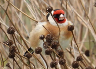 Imatge que cont� ocell, a l�aire lliure, ocell cantaire, Passeriformes

Pot ser que el contingut generat per IA no sigui correcte.