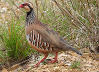 Imatge que cont� ocell, fasi�nid, tinam�, bec

Pot ser que el contingut generat per IA no sigui correcte.