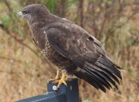 Imatge que cont� ocell, rapinyaire, a l�aire lliure, bec

Pot ser que el contingut generat per IA no sigui correcte.