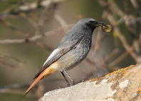 Imatge que cont� ocell, a l�aire lliure, ocell cantaire, bec

Pot ser que el contingut generat per IA no sigui correcte.