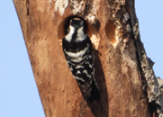 Imatge que cont� ocell, picot, a l�aire lliure, Picot garser beccurt

Pot ser que el contingut generat per IA no sigui correcte.