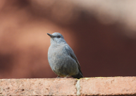 Imatge que cont� ocell, a l�aire lliure, ocell cantaire, encimbellat

Pot ser que el contingut generat per IA no sigui correcte.