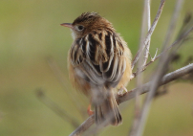 Imatge que cont� ocell, a l�aire lliure, bec, Passeriformes

Pot ser que el contingut generat per IA no sigui correcte.