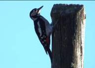 Imatge que cont� ocell, picot, cel, a l�aire lliure

Pot ser que el contingut generat per IA no sigui correcte.