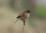 Imatge que cont� ocell, a l�aire lliure, fauna, pardal

Pot ser que el contingut generat per IA no sigui correcte.