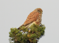 Imatge que cont� ocell, rapinyaire, falc�, a l�aire lliure

Pot ser que el contingut generat per IA no sigui correcte.