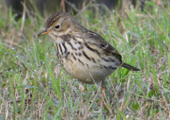 Imatge que cont� ocell, a l�aire lliure, bec, pardal

Pot ser que el contingut generat per IA no sigui correcte.